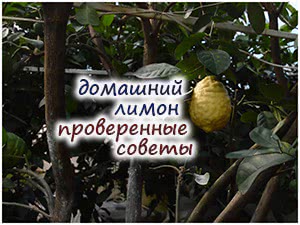Выращивание лимона дома