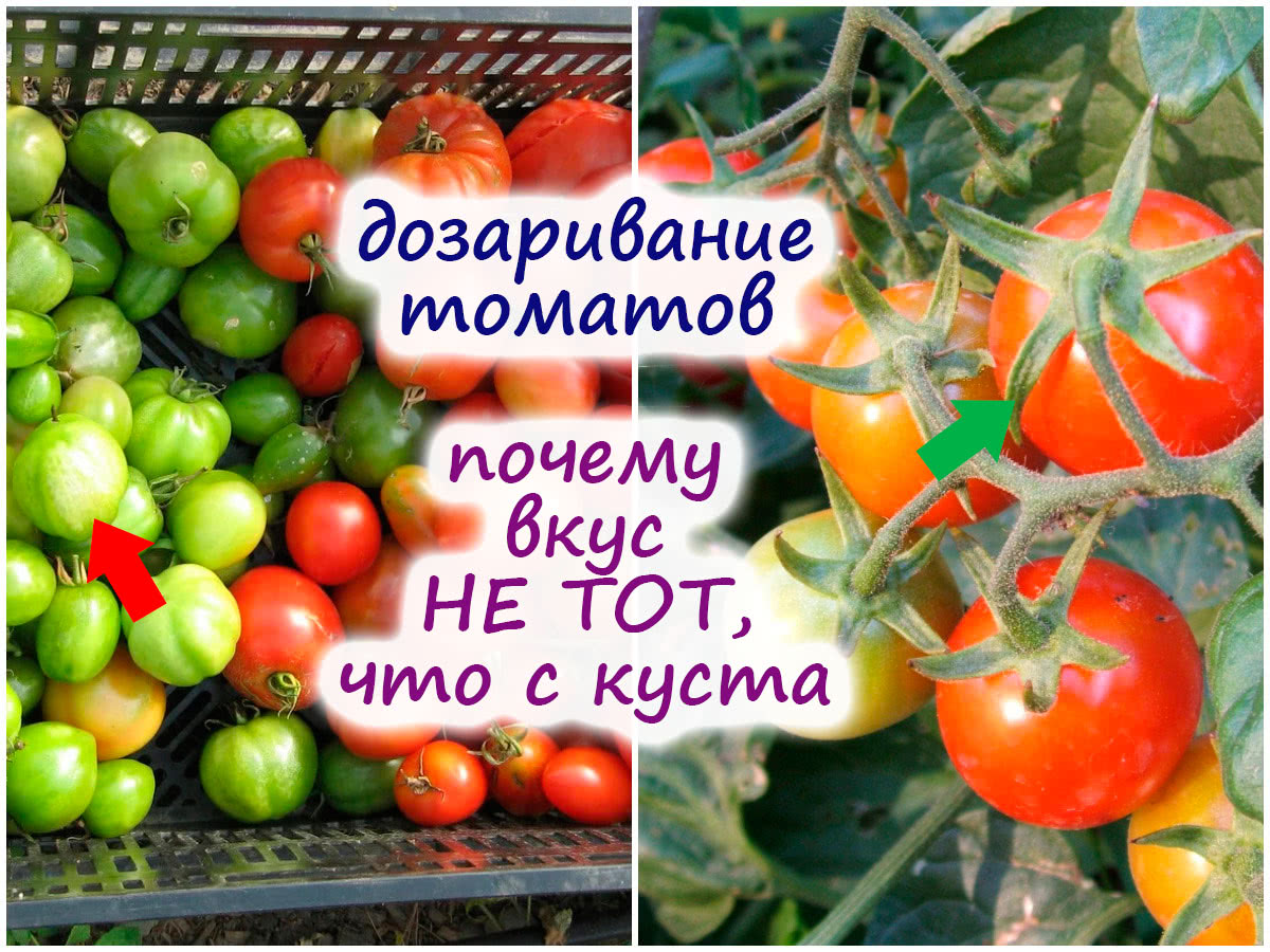 Вкус при дозаривании томатов