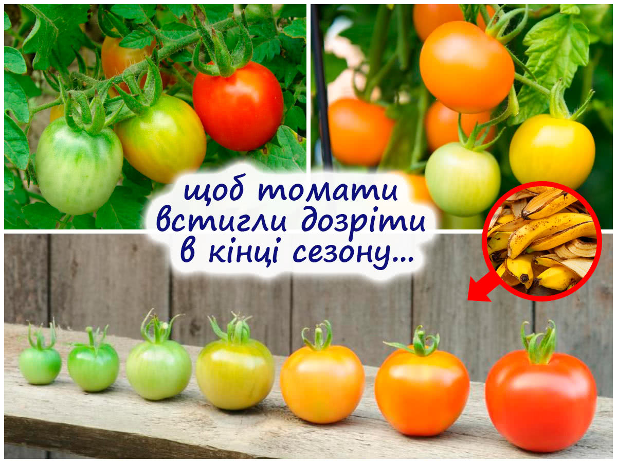 Дозрівання томатів