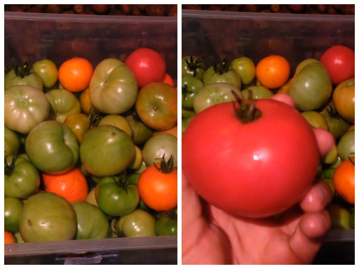 Дозарювання томатів