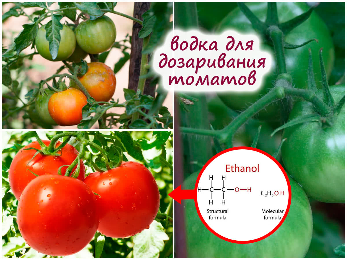 Дозаривание томатов водкой
