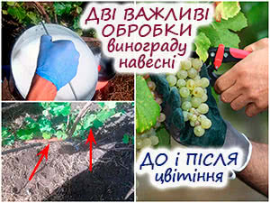 Обробка винограду навесні