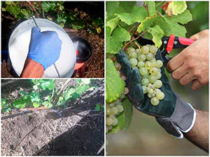 Обробка винограду навесні