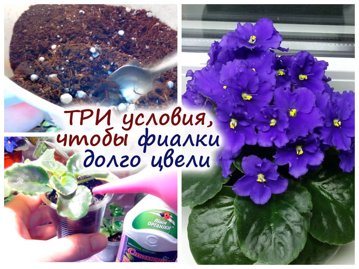 Почему не цветут фиалки: что делать, чтобы фиалка цвела - luchistii-sudak.ru