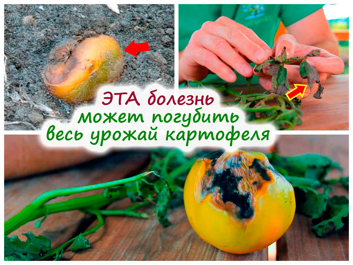 Фитофтороз картофеля и томатов