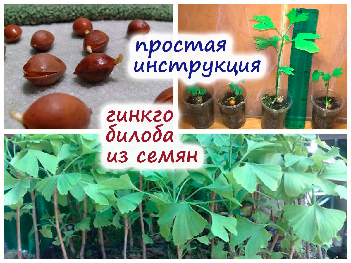 Гинкго билоба из семян – простая инструкция для успешного выращивания