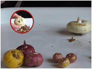 Подготовка и яровизация луковиц гладиолусов