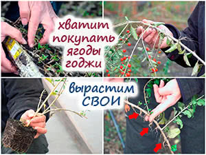 Выращивание ягод годжи