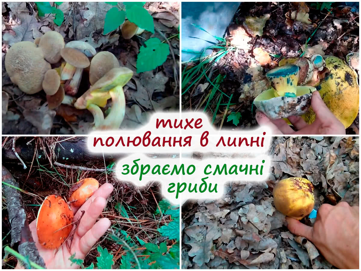 Які гриби збирати влітку