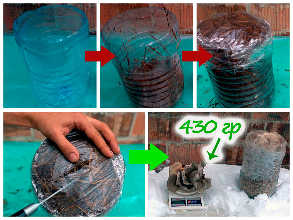 Выращивание вешенки в пластиковой баклажке