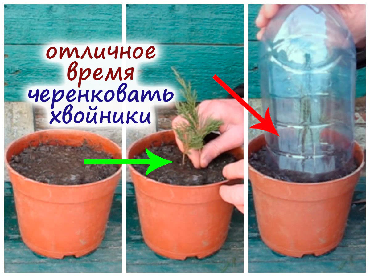 Размножение хвойных зимой