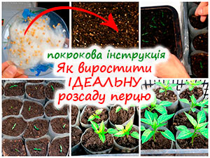 Вирощування розсади перцю