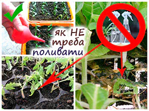 Як не можна поливати розсаду