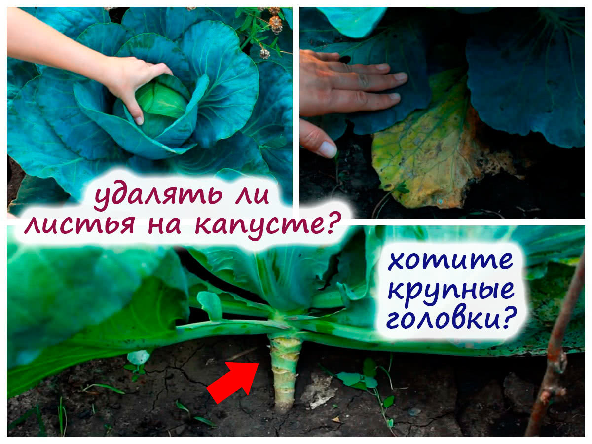 Стоит ли удалять нижние листья капусты и как увеличить размер головки