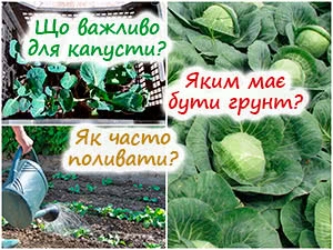 Посадка капусти в ґрунт