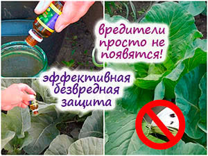 Защита капусты от вредителей без химии