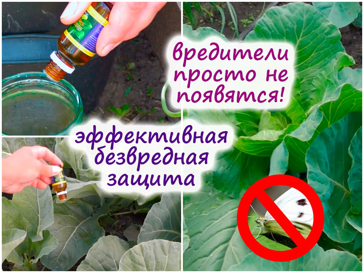 Защита капусты от вредителей без химии