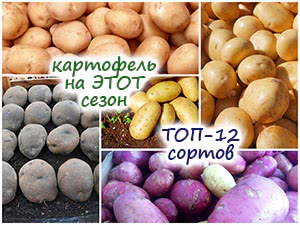 ТОП-12 сортов картофеля