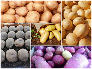 ТОП-12 сортів картоплі