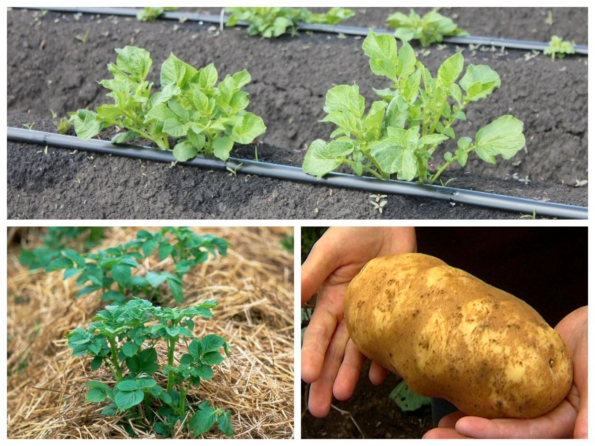 Выращивание крупного картофеля