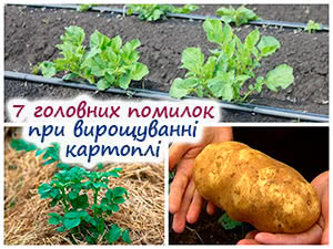 Вирощування великої картоплі