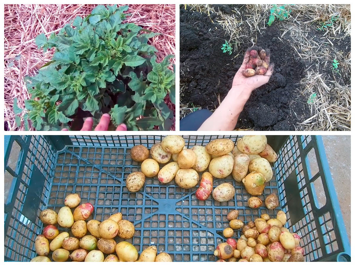 Збирання врожаю картоплі, вирощеної з насіння