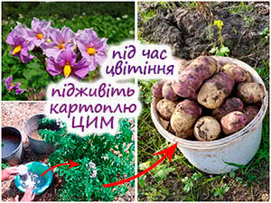 Калійне підживлення квітучої картоплі