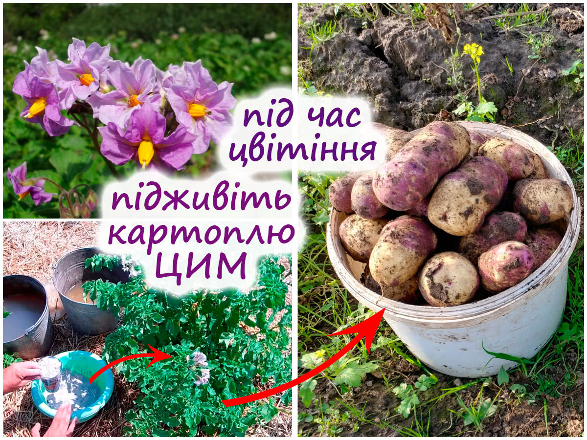 Калійне підживлення квітучої картоплі