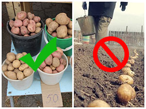 Выращивать или покупать картофель
