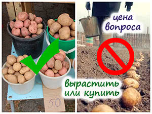 Выращивать или покупать картофель