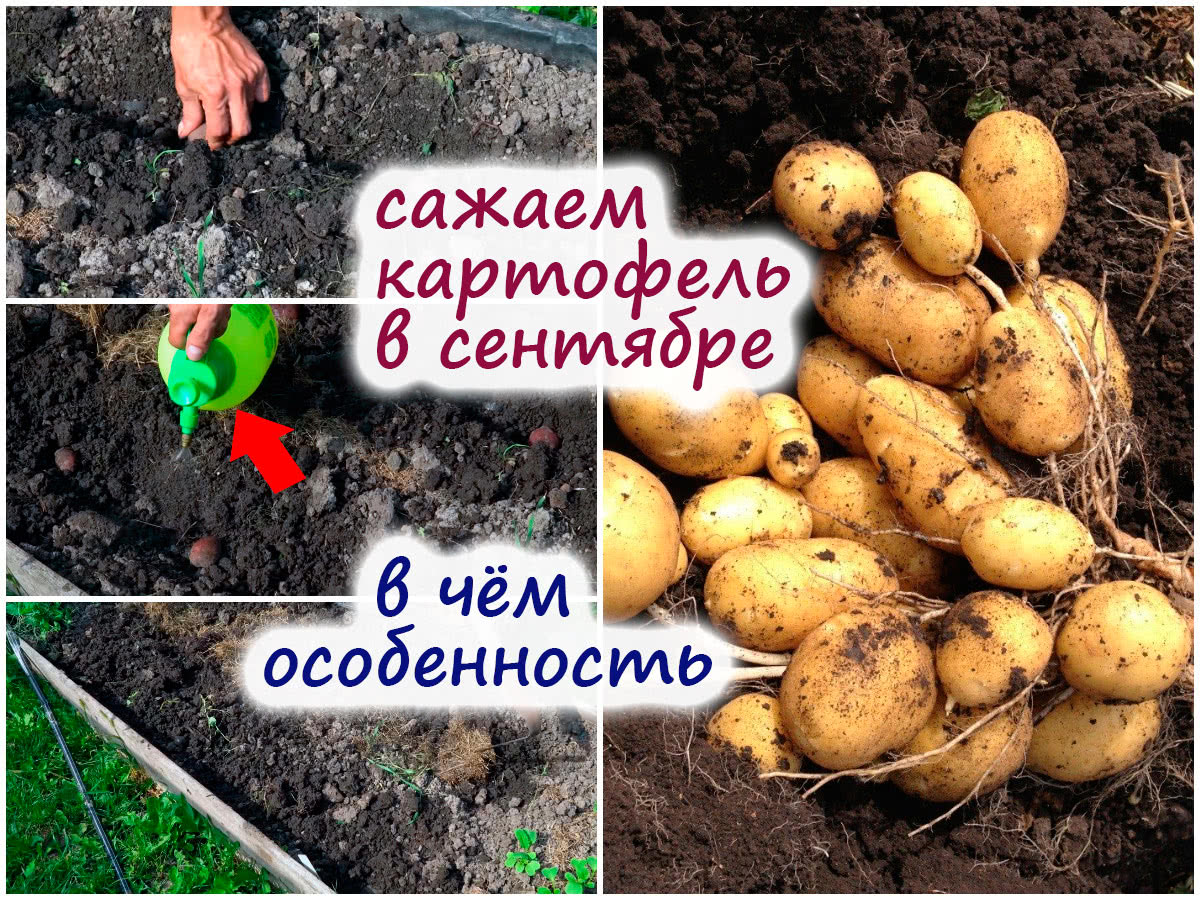 Как вырастить молодую картошку осенью – получаем второй урожай за 40-60дней!