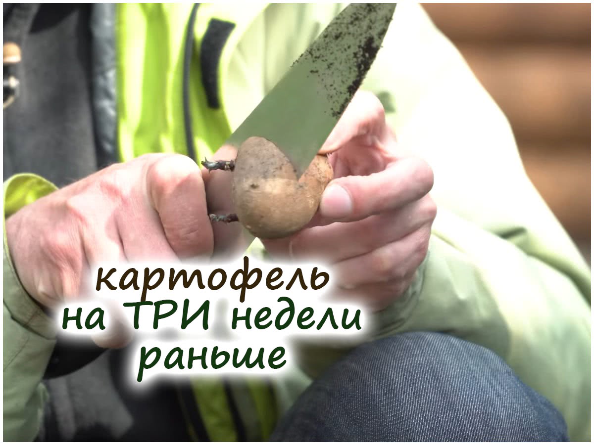 Секреты посадки картофеля