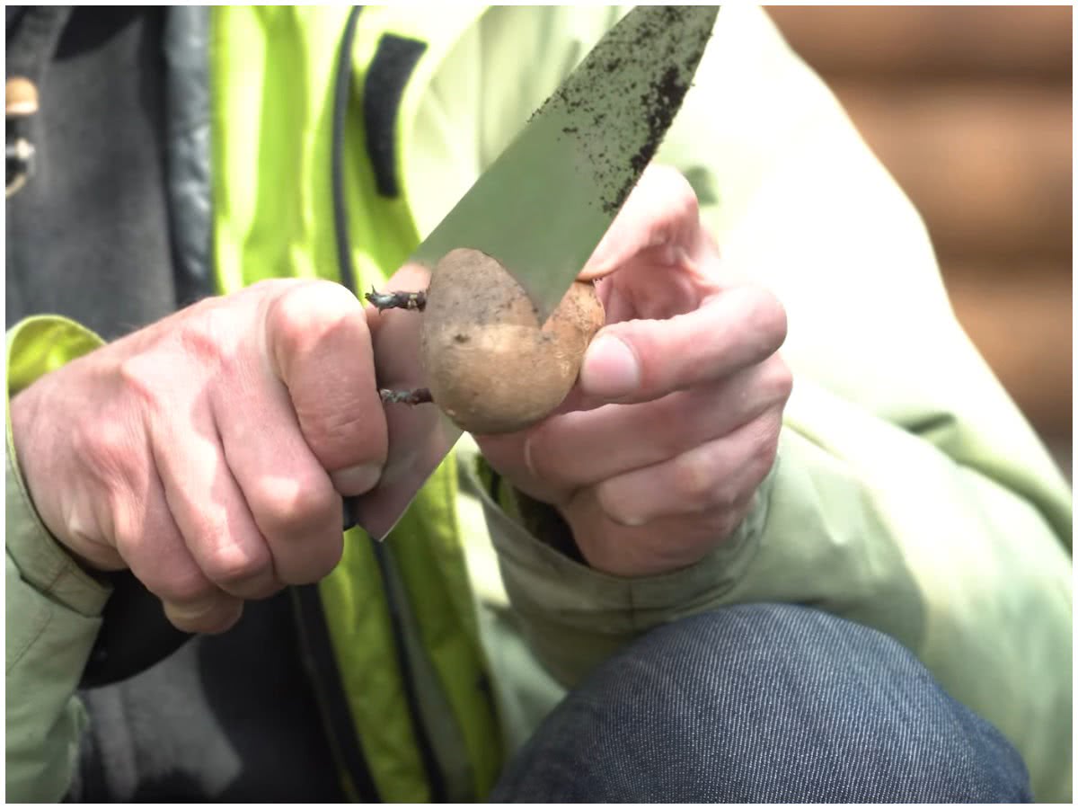Секреты посадки картофеля