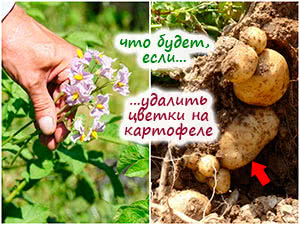 Удаление цветков на картофеле
