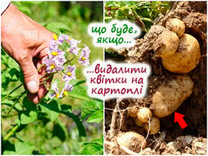 Видалення квіток на картоплі