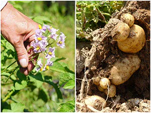 Удаление цветков на картофеле