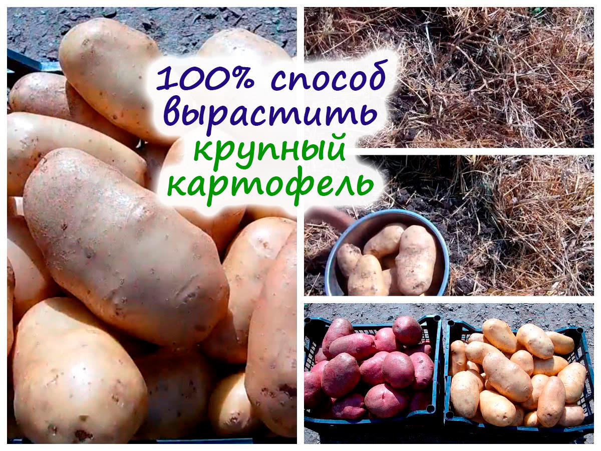 Выращиваем крупный картофель