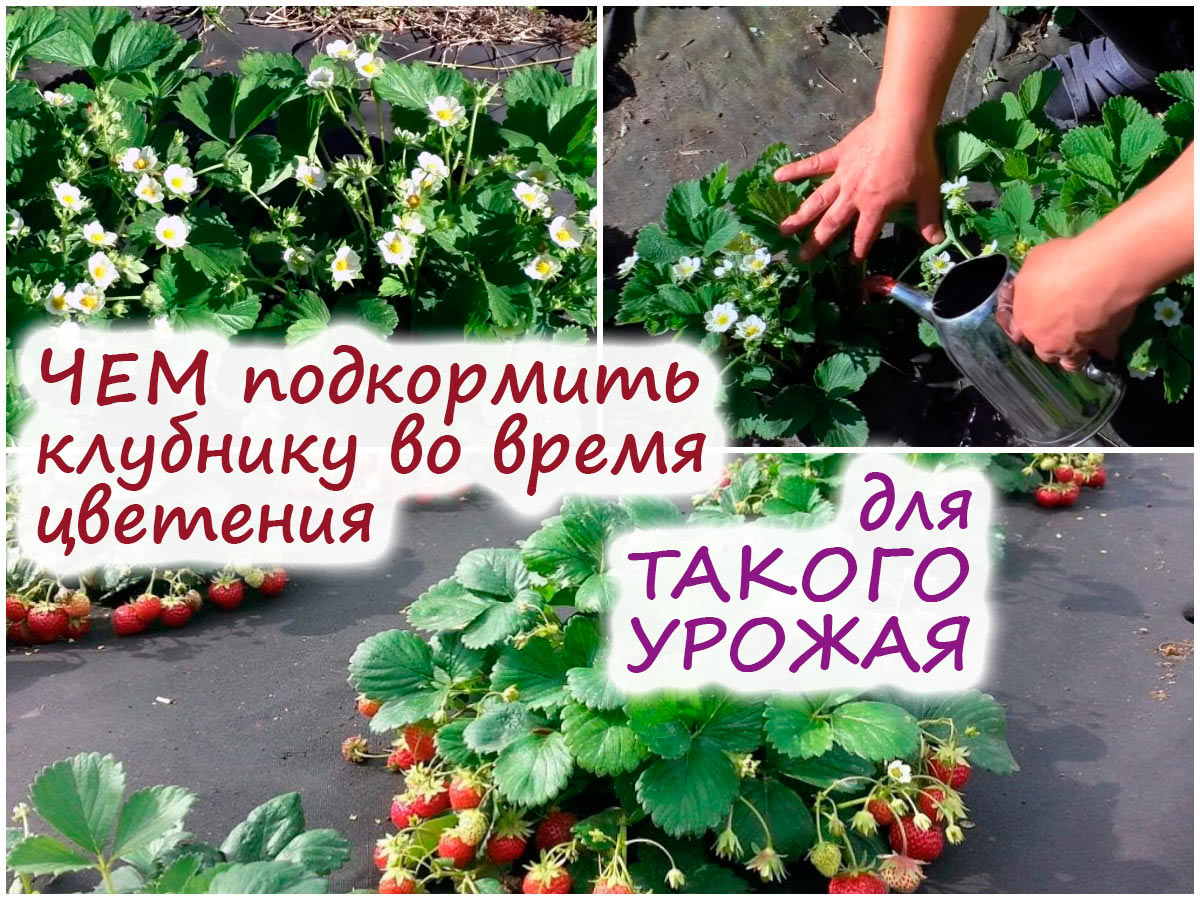 Чем нужно подкормить клубнику во время цветения – обильный урожайгарантирован!