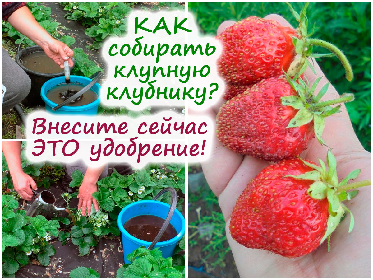 Удобрение клубники для увеличения ягоды – чем нужно подкормить уже сейчас?