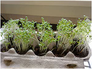 Выращивание кресс-салата