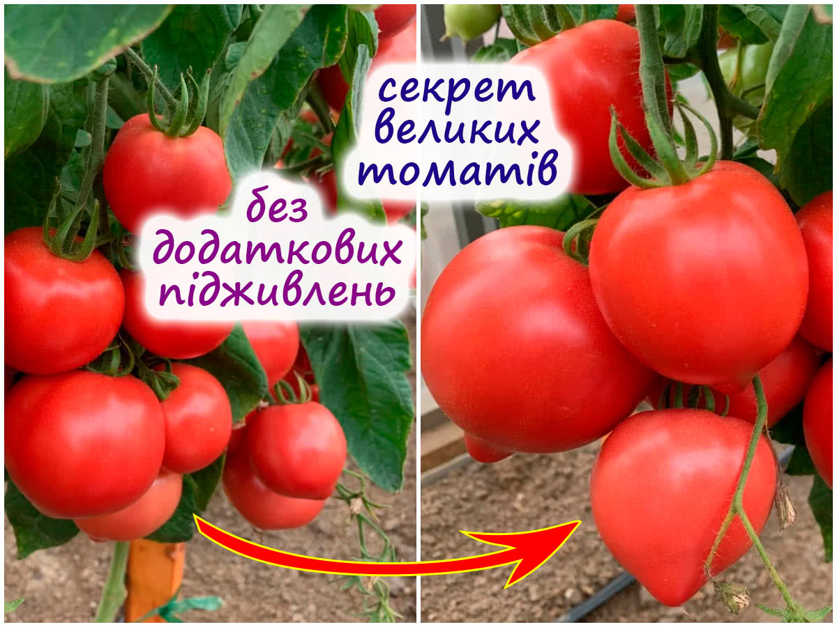 Підвищення врожайності томатів