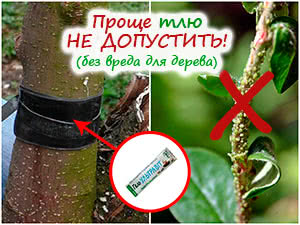 Защита плодовых деревьев от тли