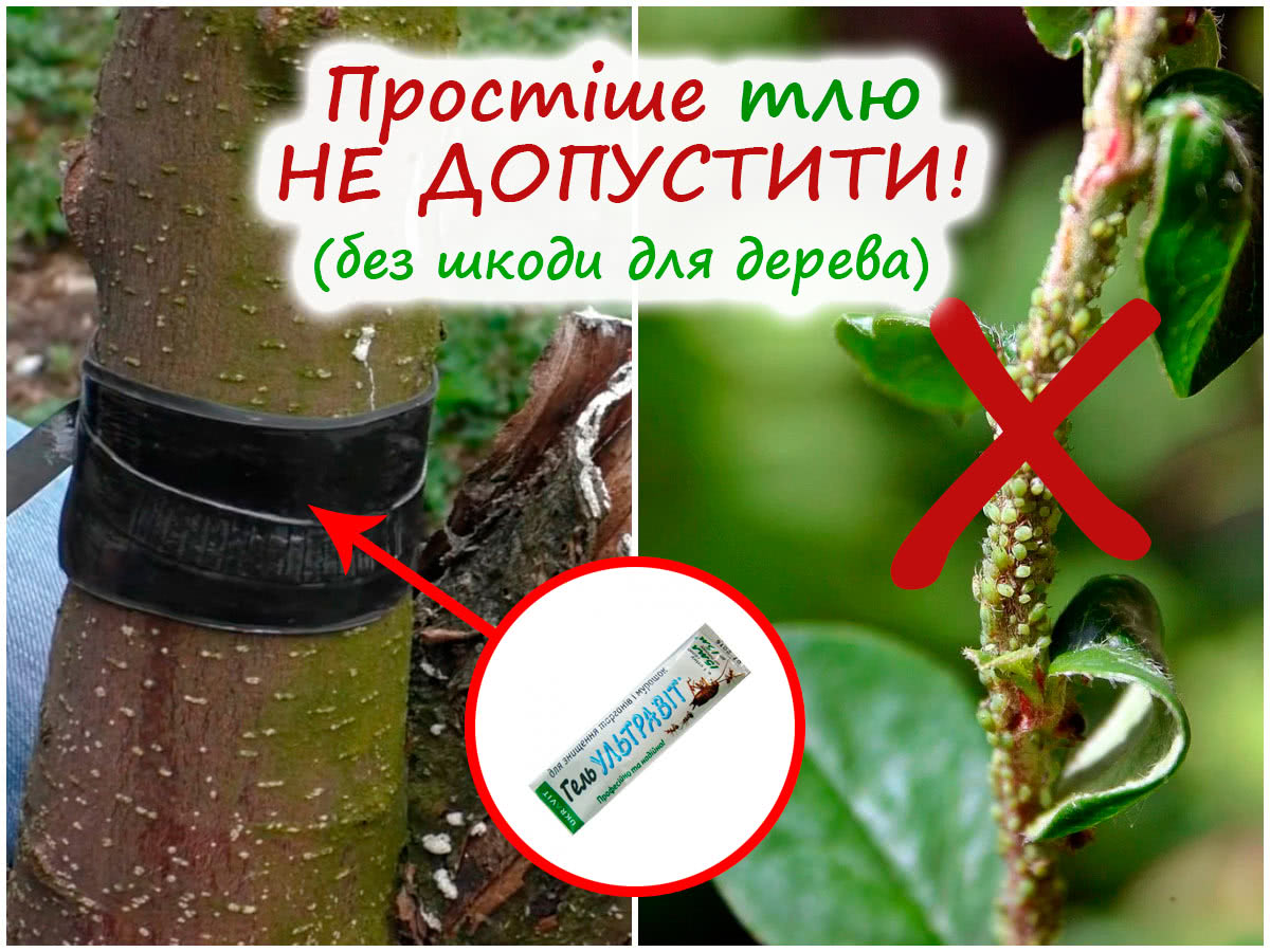 Захист плодових дерев від попелиці