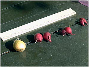 Размер посадочного материала лука