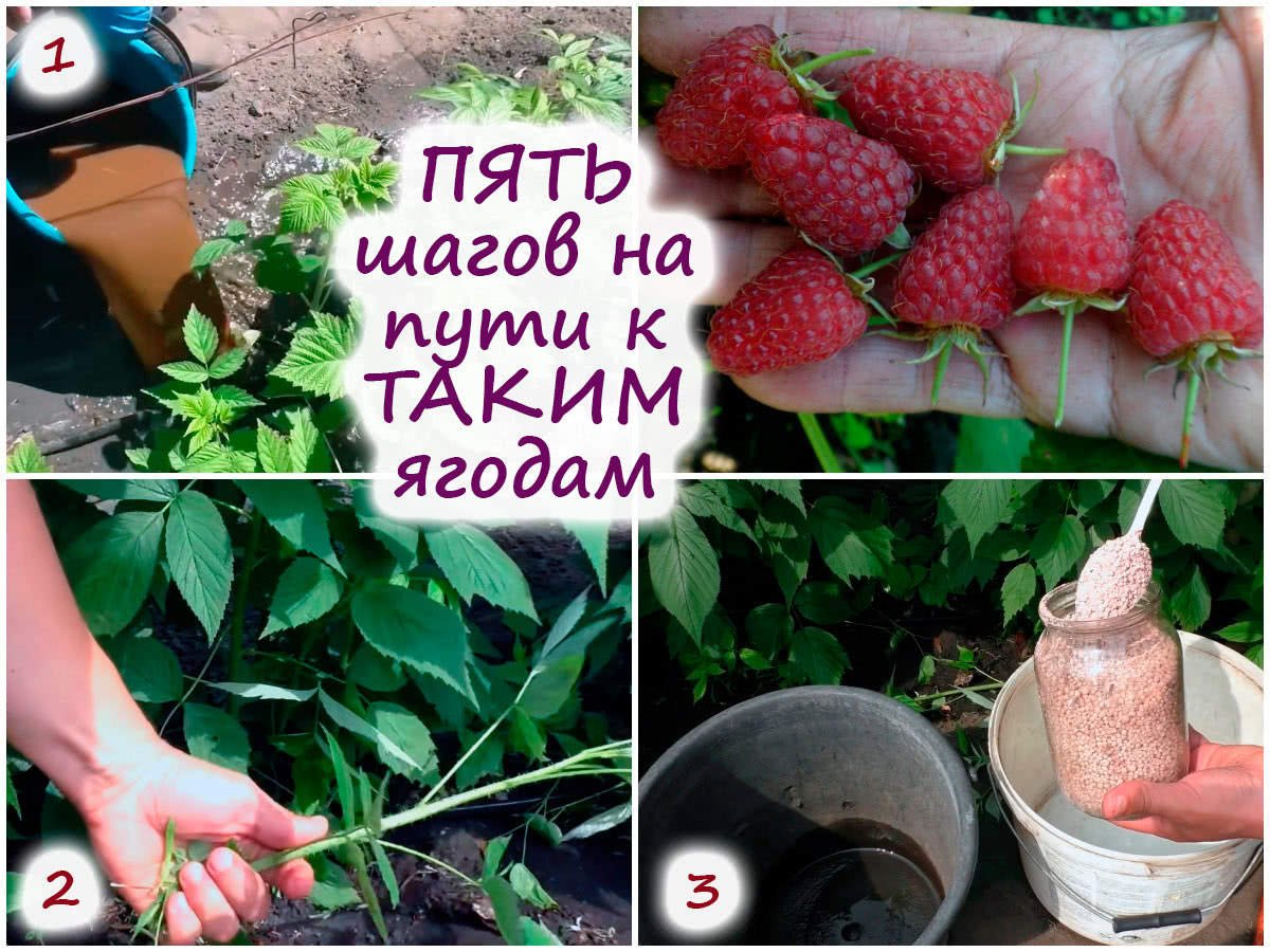 5 важных условий для крупных ягод малины + чем обязательно нужно подкормитькусты в июне?