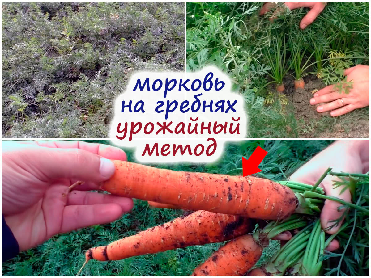 Выращивание моркови на гребнях