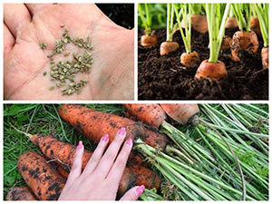 Выращивание моркови из семян
