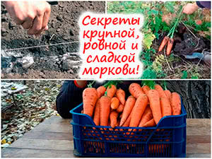 Выращивание сладкой моркови