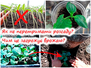 Перетримування розсади