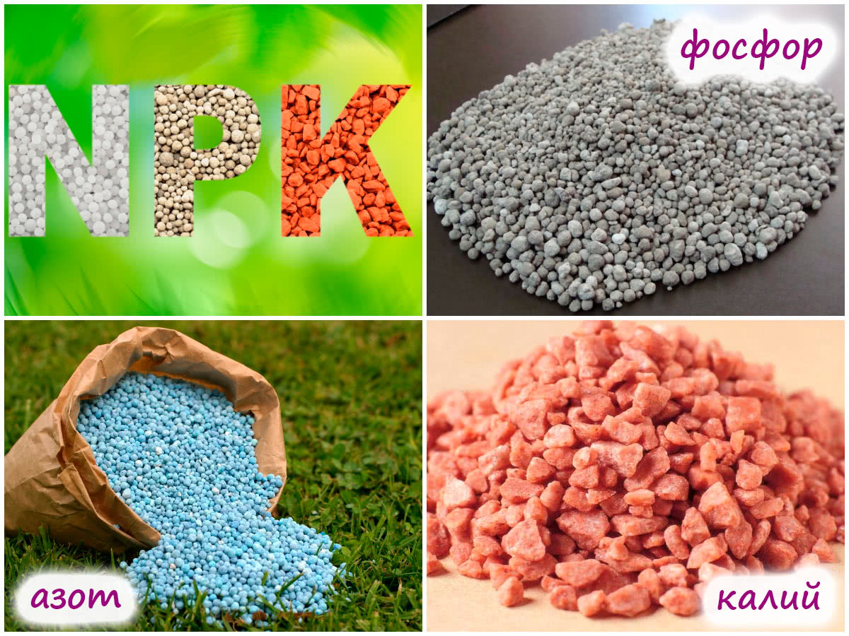 NPK – азот, фосфор, калий